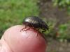 Chrysolina bankii